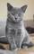 Britse korthaar kittens beschikbaar pelo cort - Foto 1