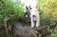 Bull terrier cachorros. Pedigree de campeones - Foto 1