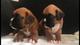 Cachorros de boxer en busca de un nuevo hogar