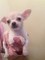 Cachorros de Chihuahua para adopción solo para tu feliz Navidad - Foto 1