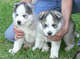 Cachorros de husky siberiano para el invierno