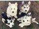 Cachorros husky siberiano excelente preciosos navidad - Foto 1