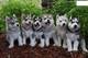 Cachorros husky siberiano macho y hembras necesitan un nuevo hoga