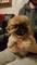 Cachorros pomeranian entrenados adorable excelente preciosos - Foto 1