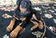 Doberman imponestes cachorritos en venta navidad - Foto 1