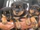 El Rottweiler es un perro de defensa cachorito navidad - Foto 1