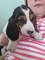 Excelente adorable preciosos navidad cachorritos beagle