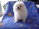 Hermosos cachorros de pomerania disponibles - Foto 1