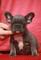 Impresionante kc reg francés bulldog cachorros navidad - Foto 2