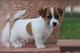 Jack Russell Terrier - Foto 1