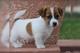 Jack russell terrier