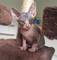 Lindo gatos sphynx navidad preciose bebe