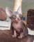 Lindo gatos sphynx navidad preciose bebe - Foto 2