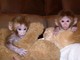 Macho y hembra mono titi para cualquier amante de mascotas y cari