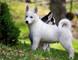 Macho y hembras husky siberiano cachorros