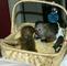 Magníficos monos capuchinos - Foto 1