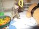 Monos capuchinos navidad para adopción - Foto 2