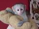 Monos navidad capuchinos para adopción
