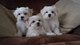 Navidad cachorros de bichon maltes para adopcion - Foto 1