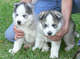 Ojos azules cachorros de husky siberiano para el invierno