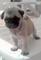 Perritos perfectos de akc reg pug navidad