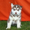 Regalo aplastante cachorros de husky siberiano - Foto 1