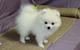 Regalo cachorros de chihuahua mini toy2 - Foto 1