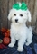 Regalo cachorros malteses irresistibles - Foto 1
