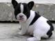 Regalo cachorros toy de bulldog frances mini para adopcion