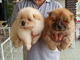 Regalo encantador chow chow cachorros - Foto 1