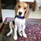 Regalo espectacular perritos beagle - Foto 1