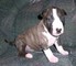 Regalo espumoso bull terrier cachorros