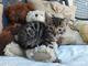 Regalo espumosos gatitos de bengala - Foto 1