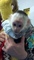 Regalo fabulosos monos capuchinos