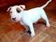 Regalo fantástico cachorros bull terrier - Foto 1