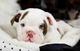 Regalo ,,,,.IMPRESIONANTE. CACHORRO DE BULLDOG INGLES - Foto 1