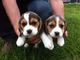 Regalo increíble cachorros beagle