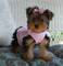 Regalo magnífico yorkie cachorros - Foto 1