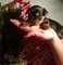 Regalo mini yorkshire terrier cachorros macho para navidad - Foto 1