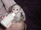 Regalo monos capuchinos brillantes - Foto 1