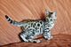 Regalo muy buenos gatitos de bengala - Foto 1