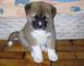 Regalo muy exuberante akita cachorros - Foto 1