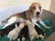 Regalo navidad beagle cachorros para adopcion