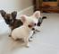 REGALO Navidad Chihuahua cachorros Para Adopc - Foto 1