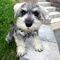 Regalo schnauzer miniatura garantia impresa de salud,para navidad