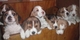 Regalo vendo 3 machos raza beagle para navidad