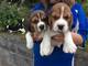 Regola gratis preciosos cachorros beagle navidad