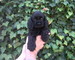 Se venden cachorros cocker spaniel