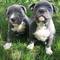 V/c cachorros pit blue y un negro - Foto 1