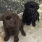 Venta cachorros labrador retriever (lugo)